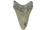 Bargain, Fossil Megalodon Tooth - Serrated Blade #311260-1